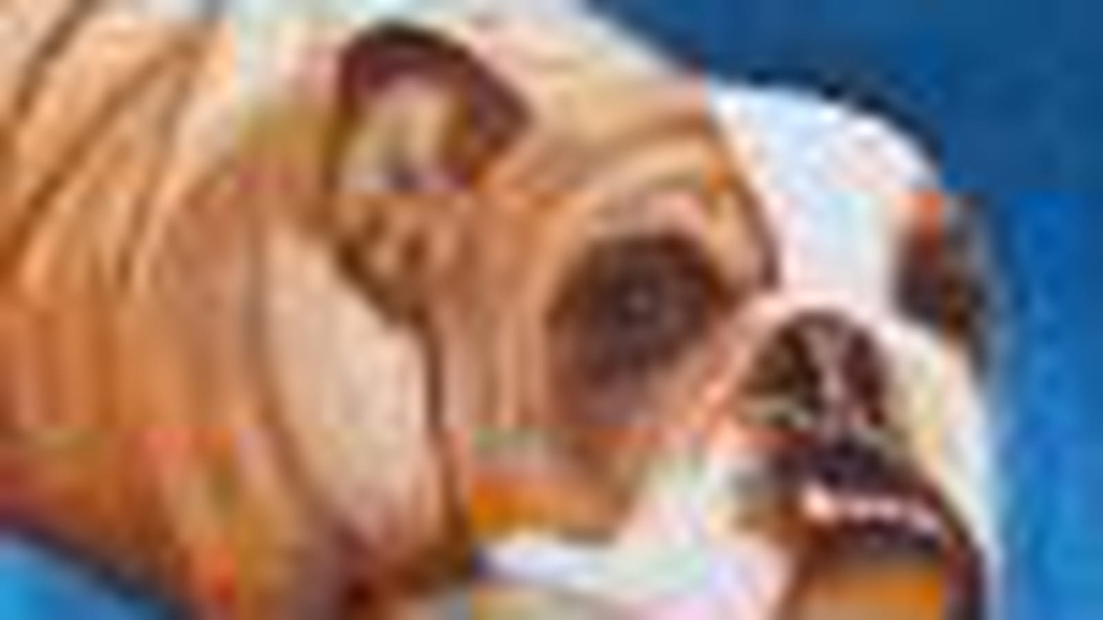 Bulldog