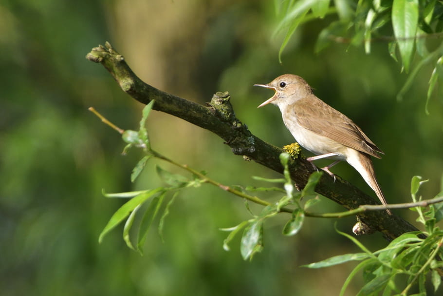 Biodiversité : redonner du sens à son jardin