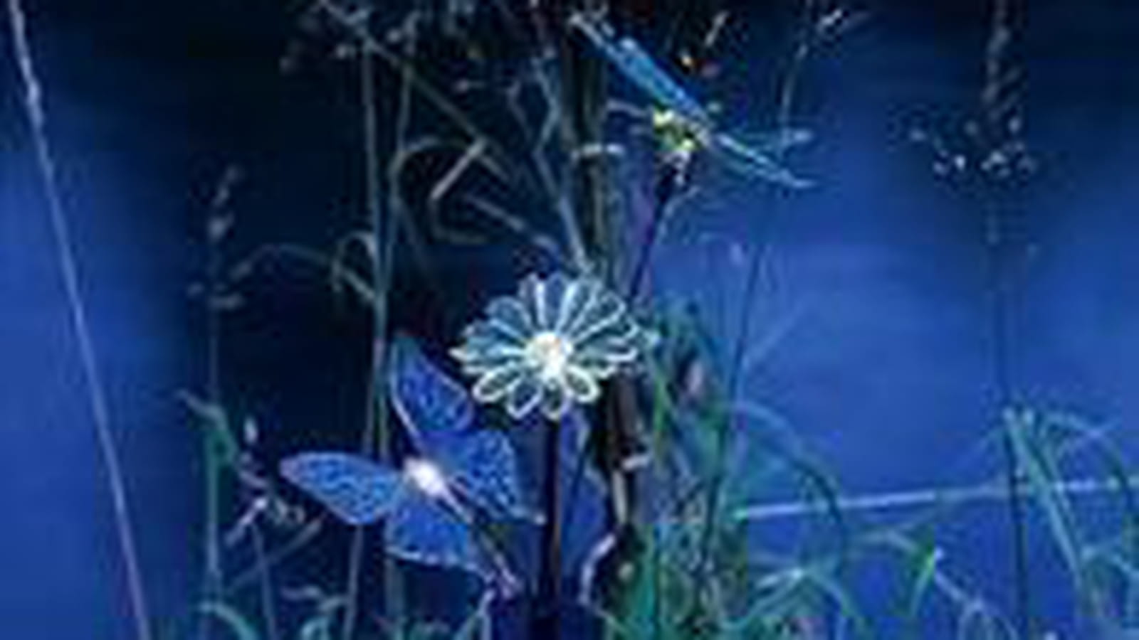 Libellules et papillons nocturnes