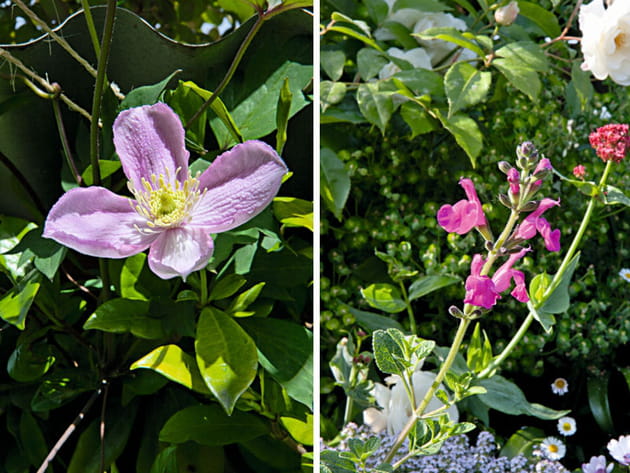 La cl&eacute;matite et la sauge