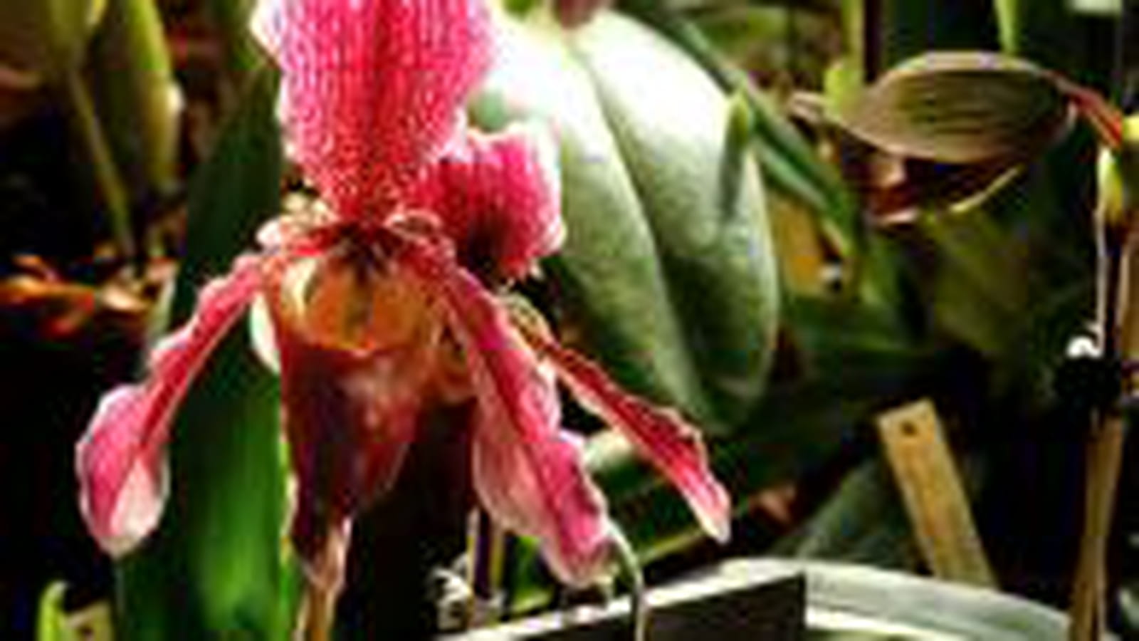 Paphiopedilum "Chloe"