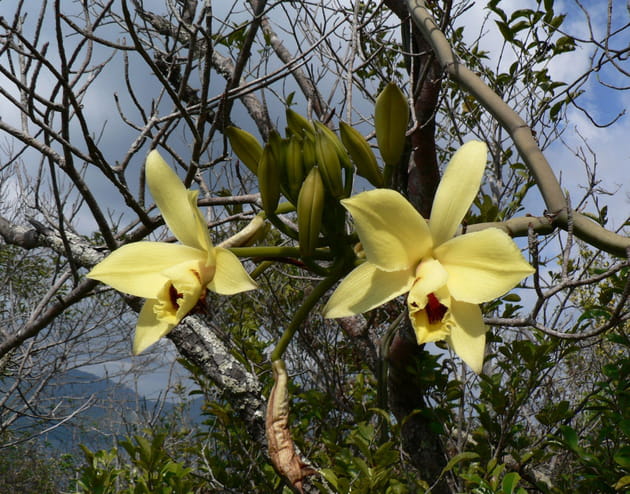 vanilla humbloti â©guillaume viscardi cbnm photo