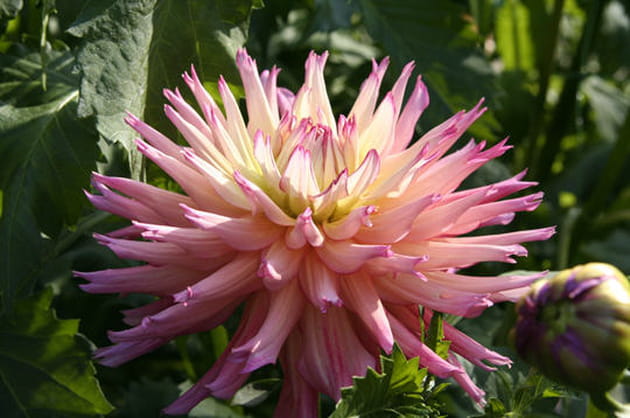 Le dahlia 'Nenezaki'