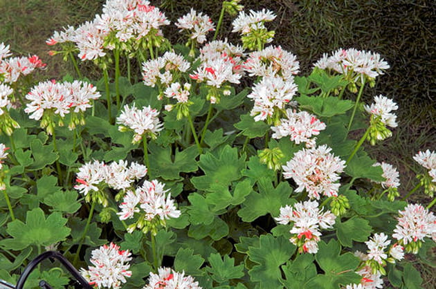 Pelargonium, à ne pas confondre avec le géranium
