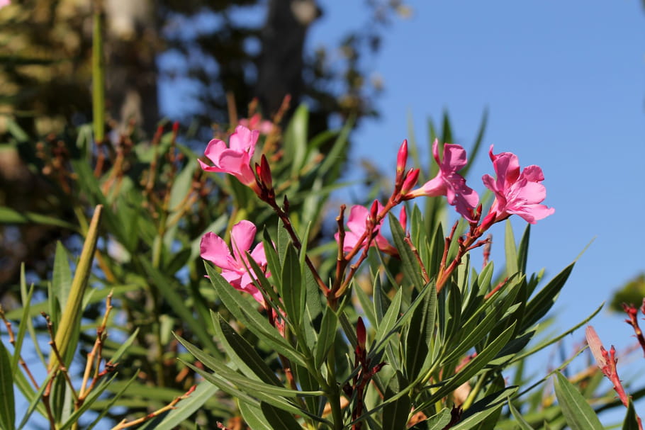 Quand et comment préparer ses plantes d'été à passer l'hiver ?