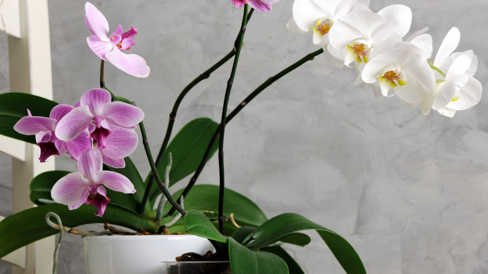 Orchidée