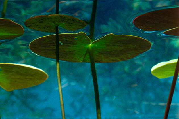 Plongez dans la mare de La Clé des champs