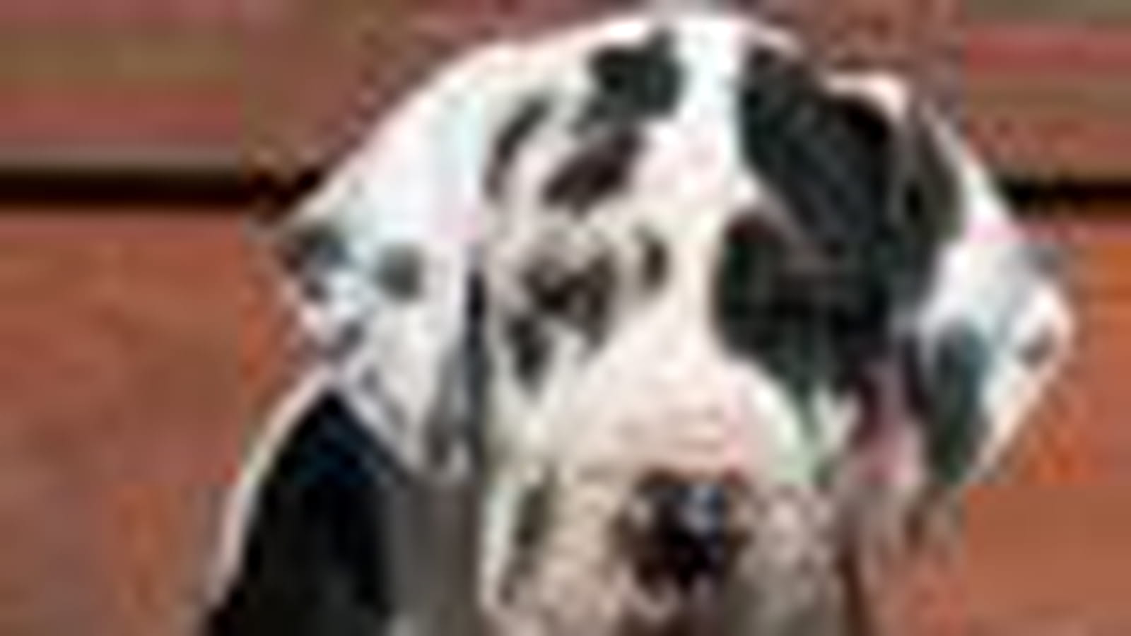 Le dogue allemand