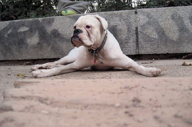 Un chien joyeux et entra&icirc;nant