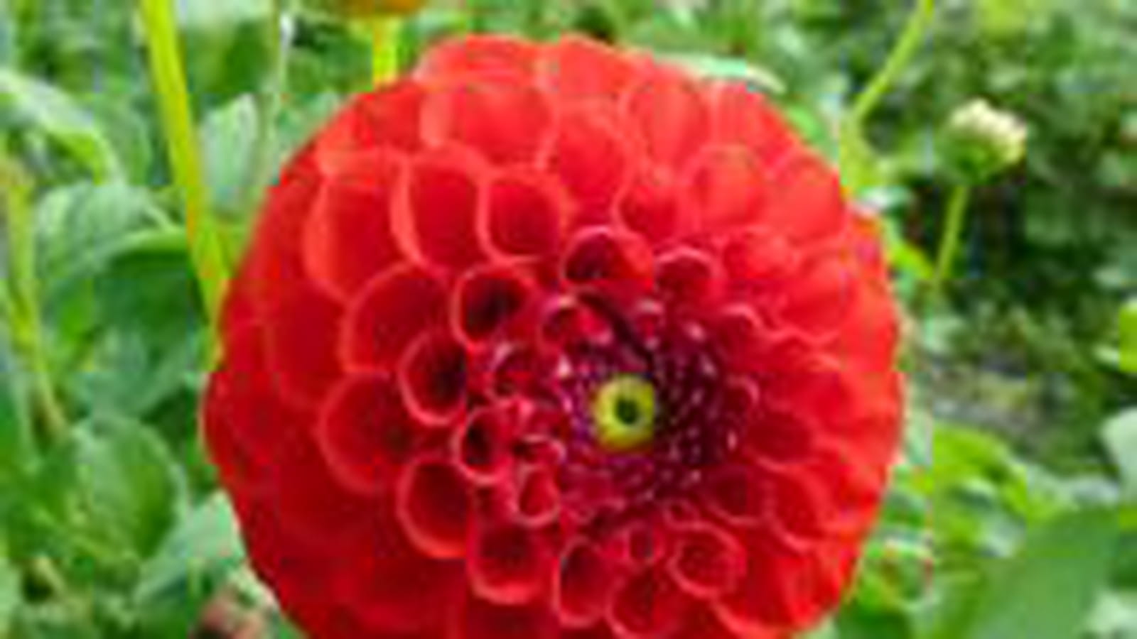 Dahlia rouge