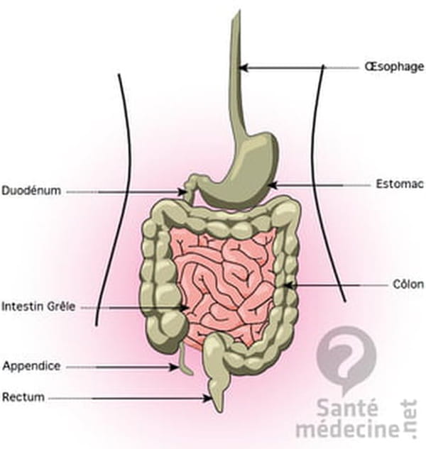 Anatomie Du Ventre Zoom Sur Les Organes De L abdomen