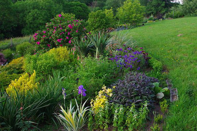 Subtil m&eacute;lange de plantes
