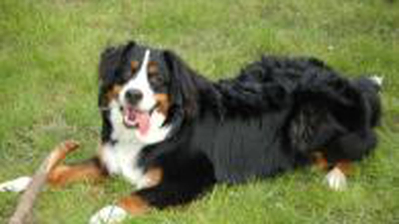 Notre amour de bouvier