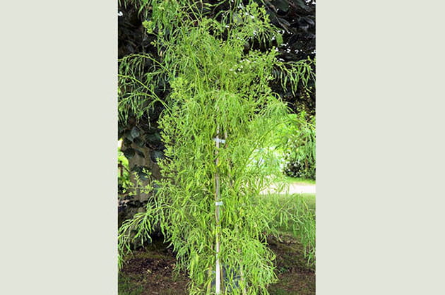 Watsoniana, le rosier unique