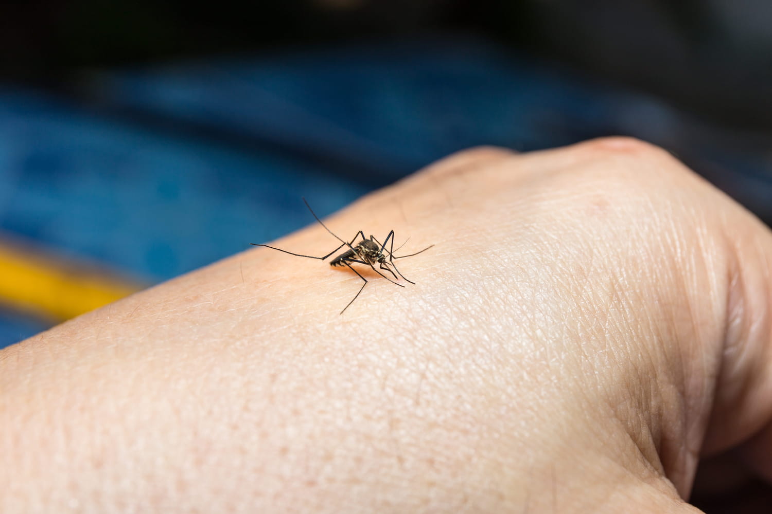 It is the only really effective anti-mosquito, others are useless according to science