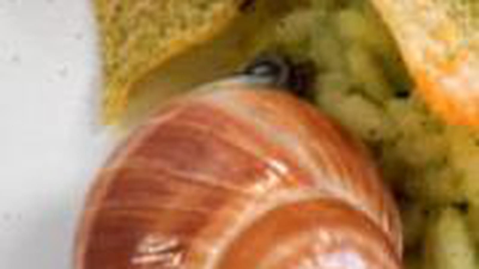 Escargots, risotto thé vert et tuiles de parmesan