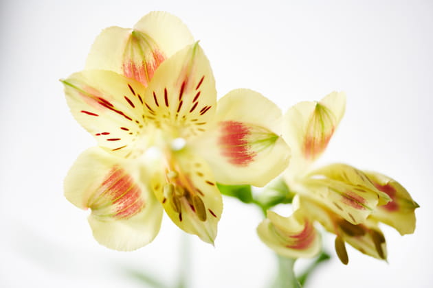 L'alstroemeria