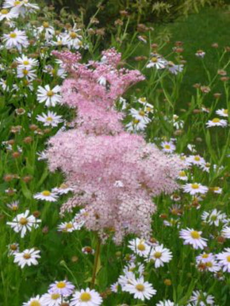 Un jardin à l'aspect champêtre