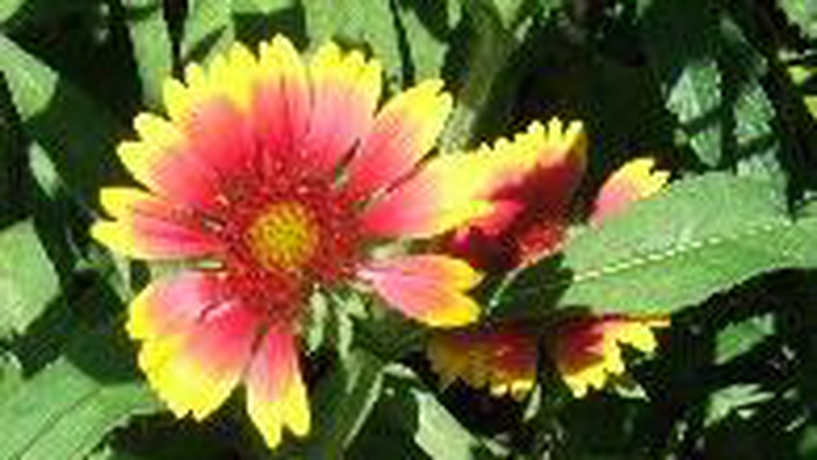 Gaillardes