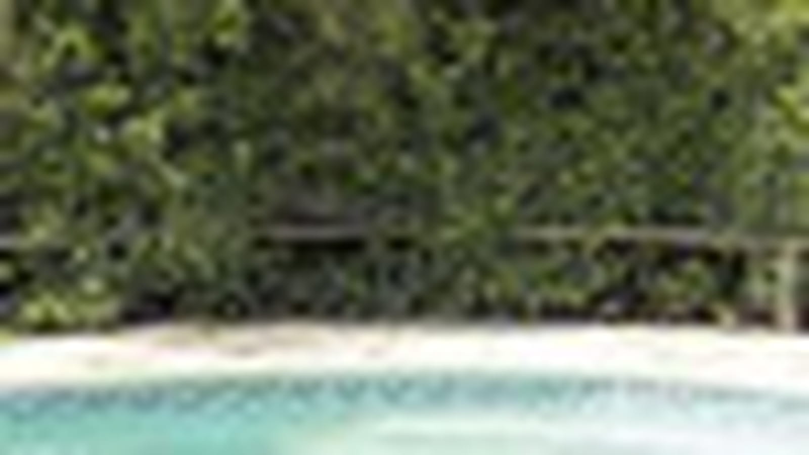 Lierre et piscine