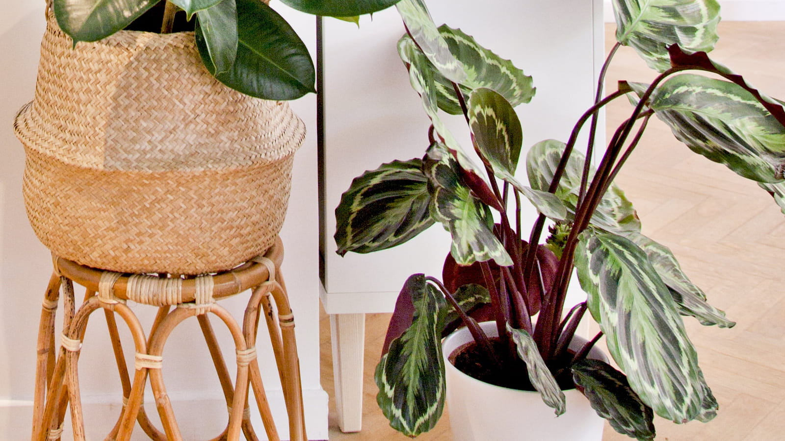 Calathea