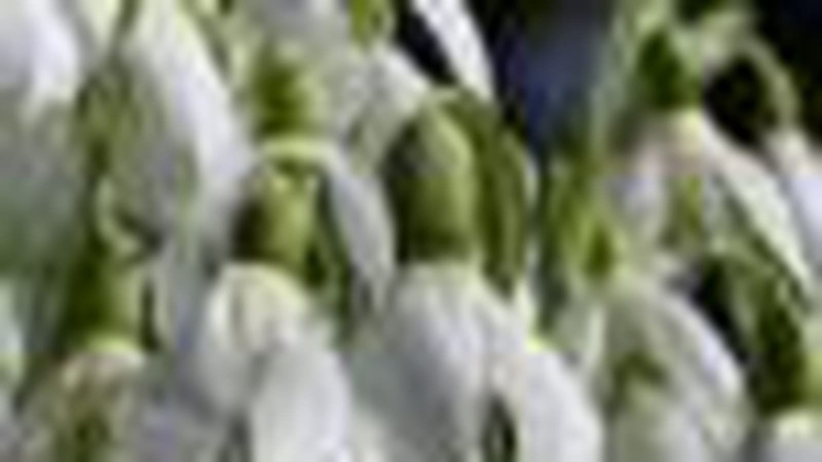 Perce-neige