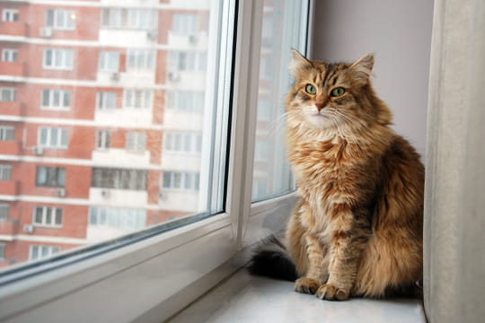 Un chat peut &ecirc;tre &eacute;panoui m&ecirc;me en appartement, voici ce qui le rend toujours heureux