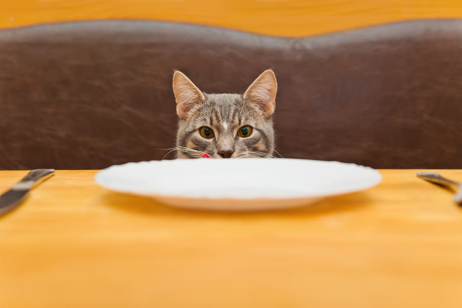 Couple : 15 fois où on aurait préféré que le chat reste dans son panier