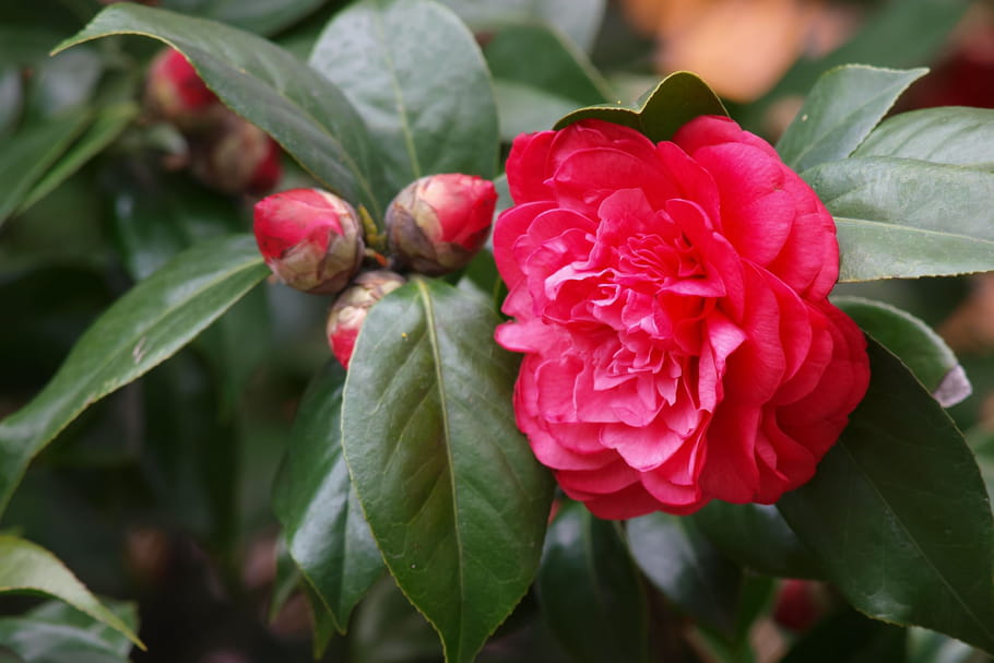 Camelia