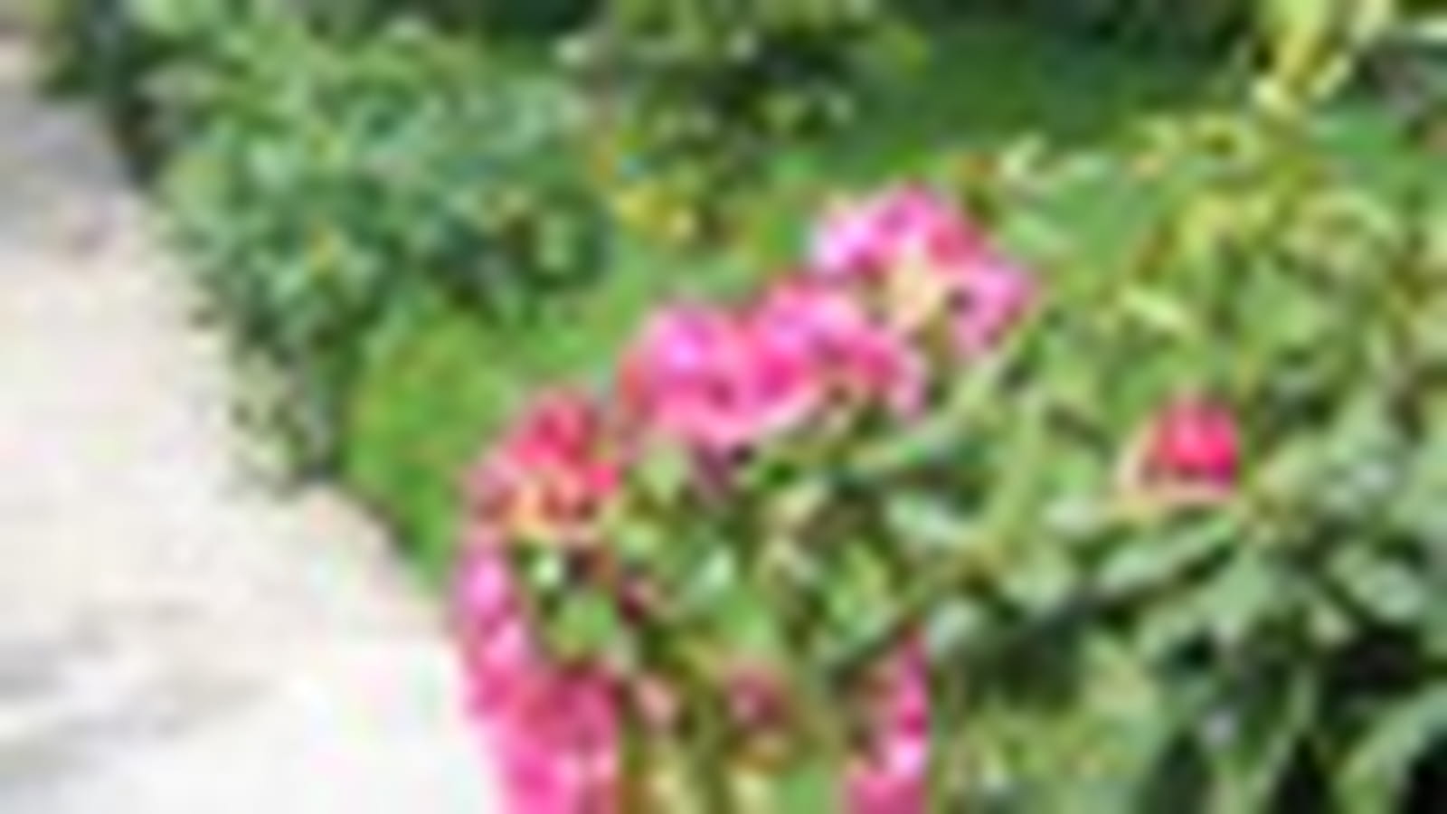 Jardin amateur