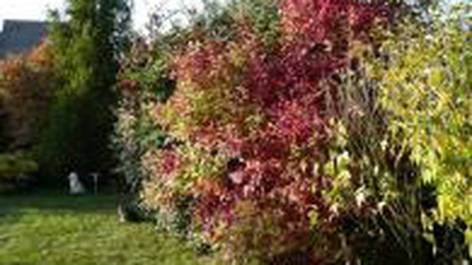 Jardin d'automne