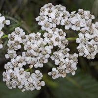 achillee millefeuille