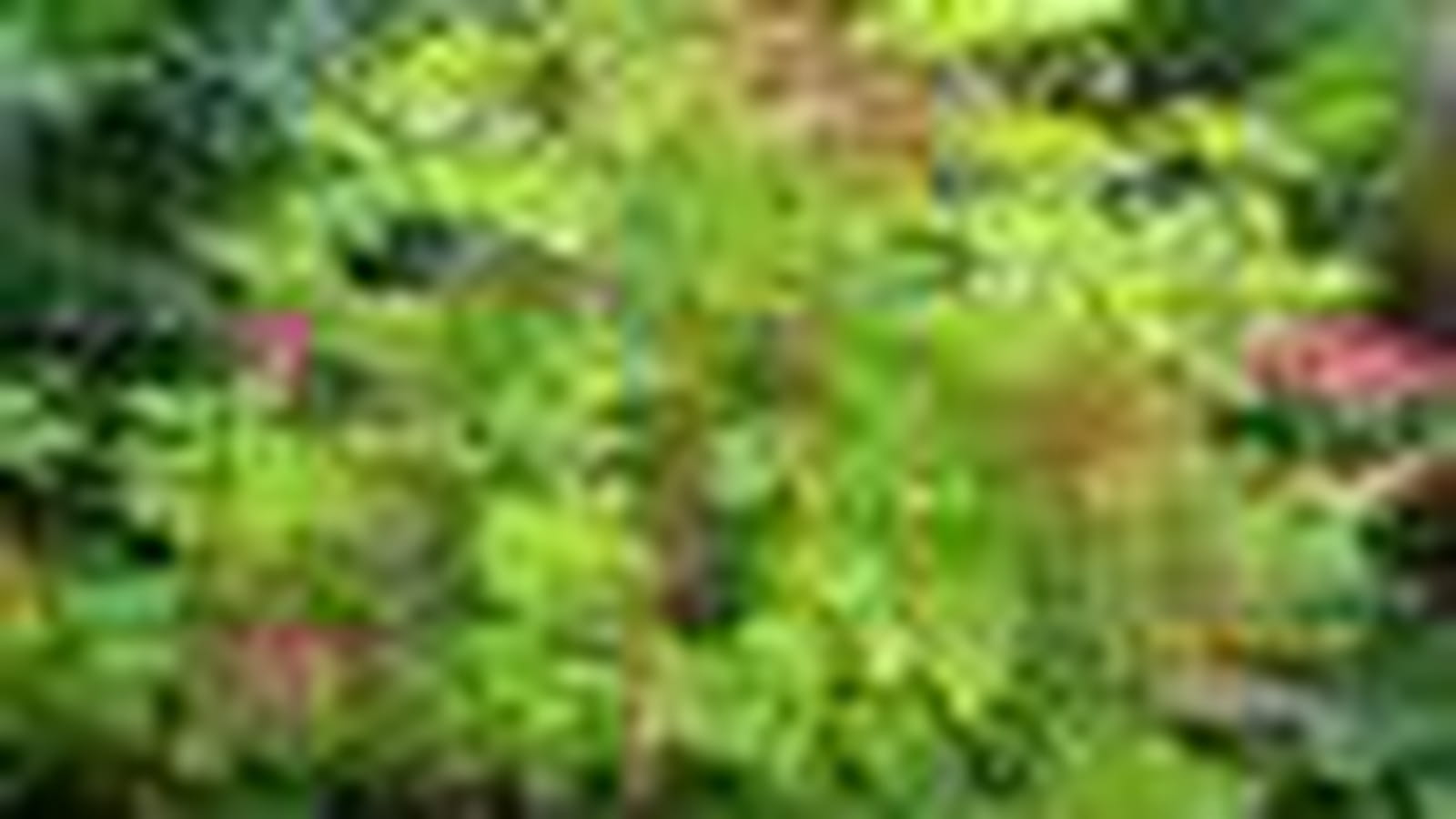Dicentra spectabilis aurea