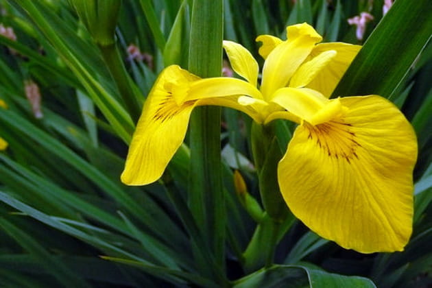 Les somptueux iris des lecteurs