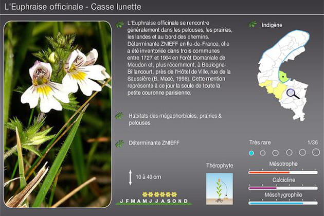 Euphrasia officinalis