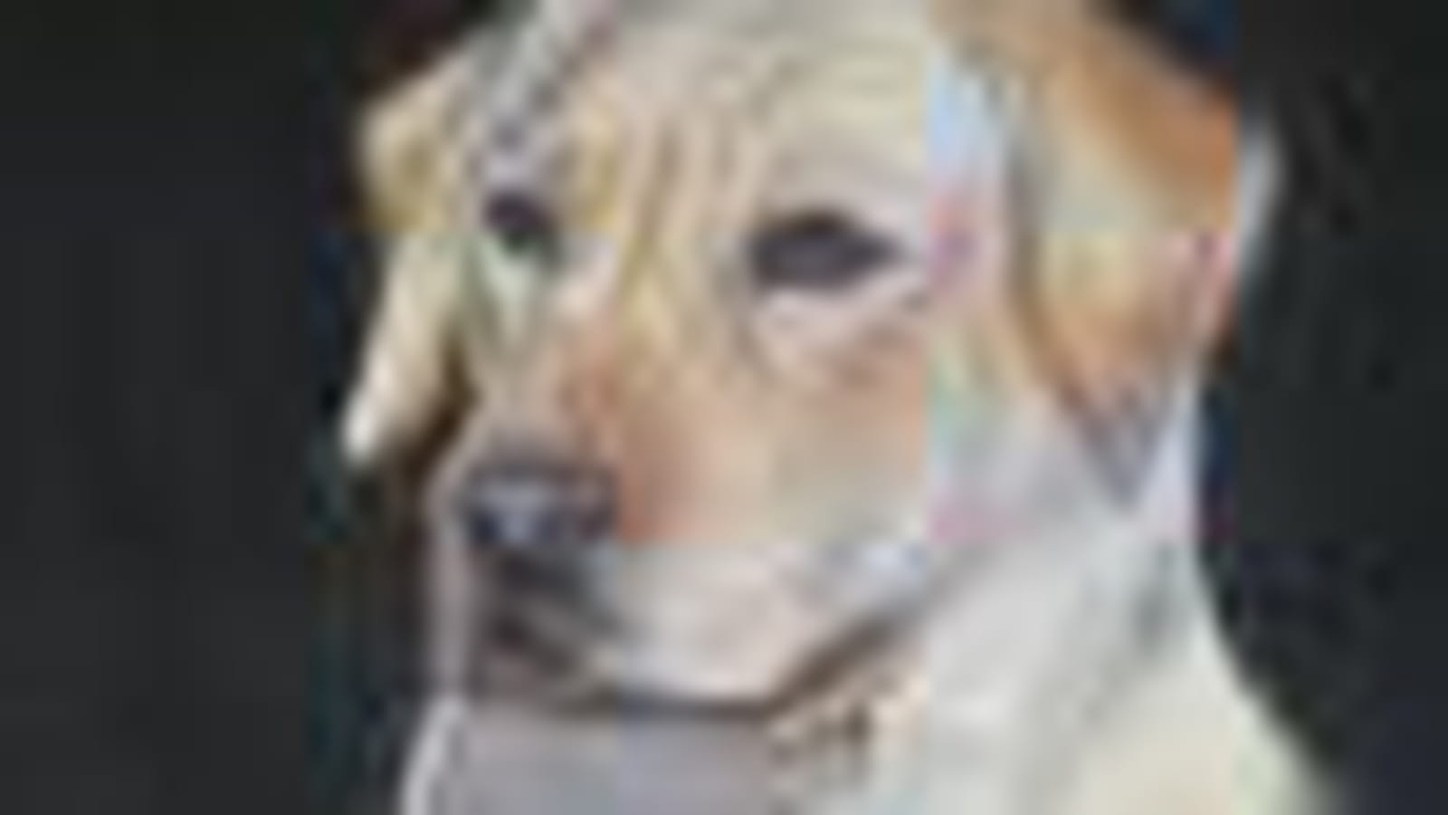 Labrador
