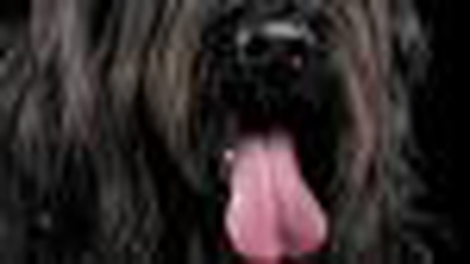 Briard