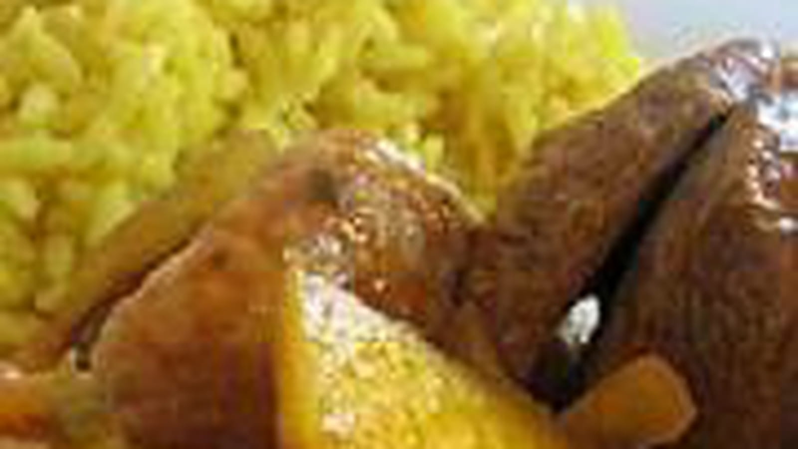 Canard à la mangue