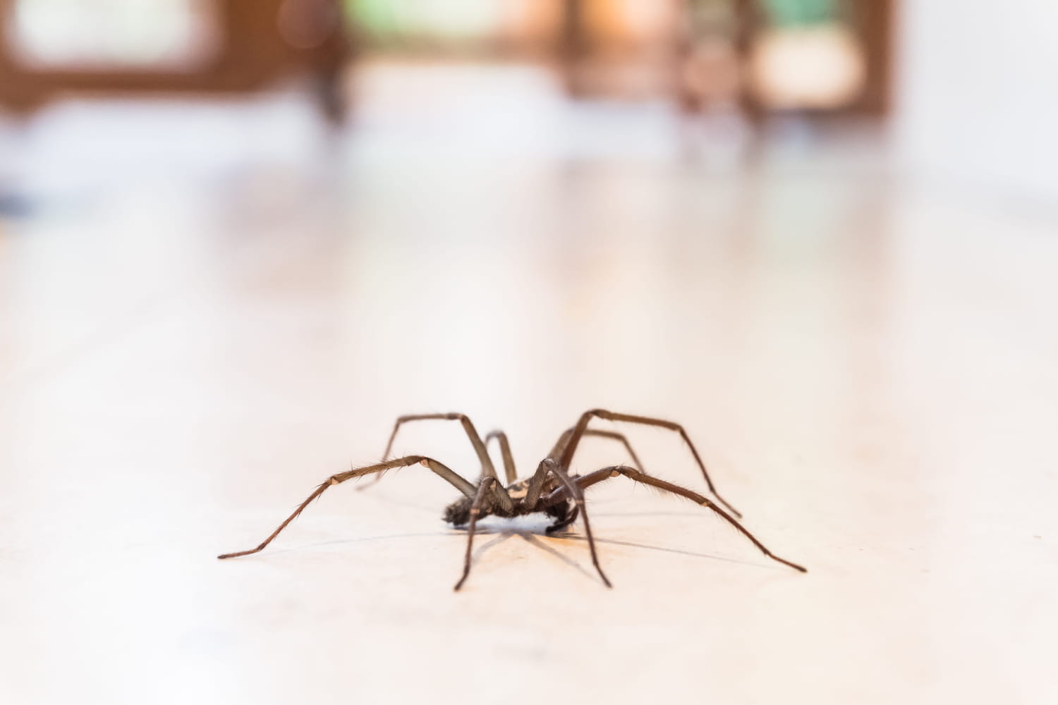 Une araignée peut-elle vraiment pondre des oeufs sous la peau ?