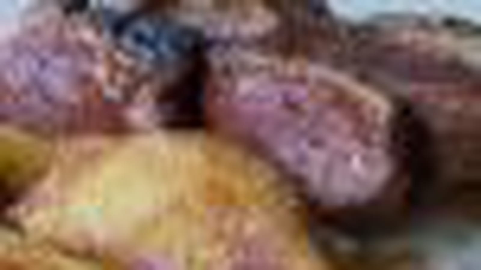 Magret de canard aux pêches