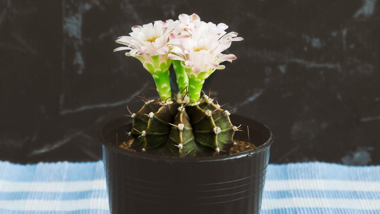 Cactus gymnocalycium