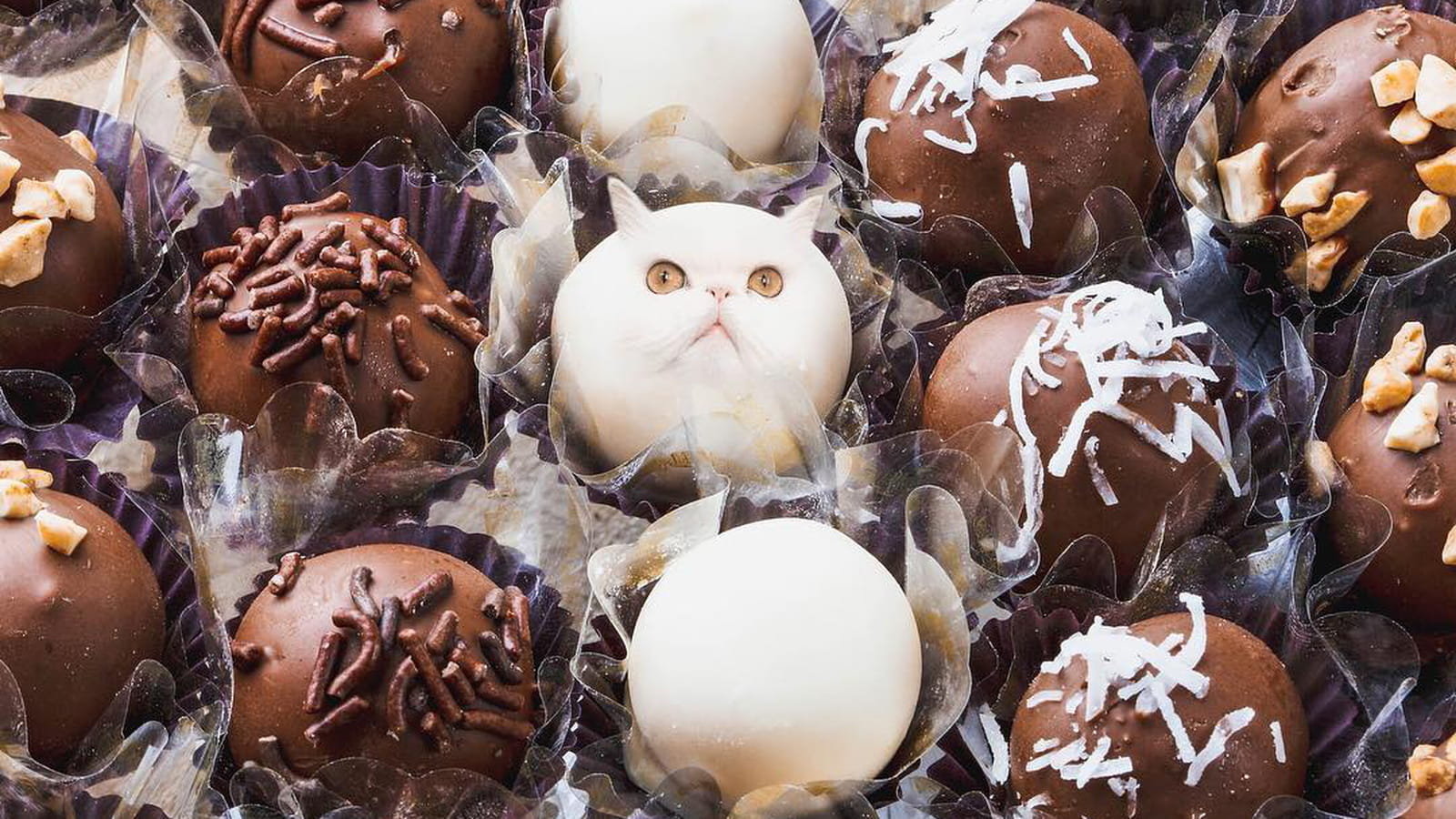 Bouchées chocolatées