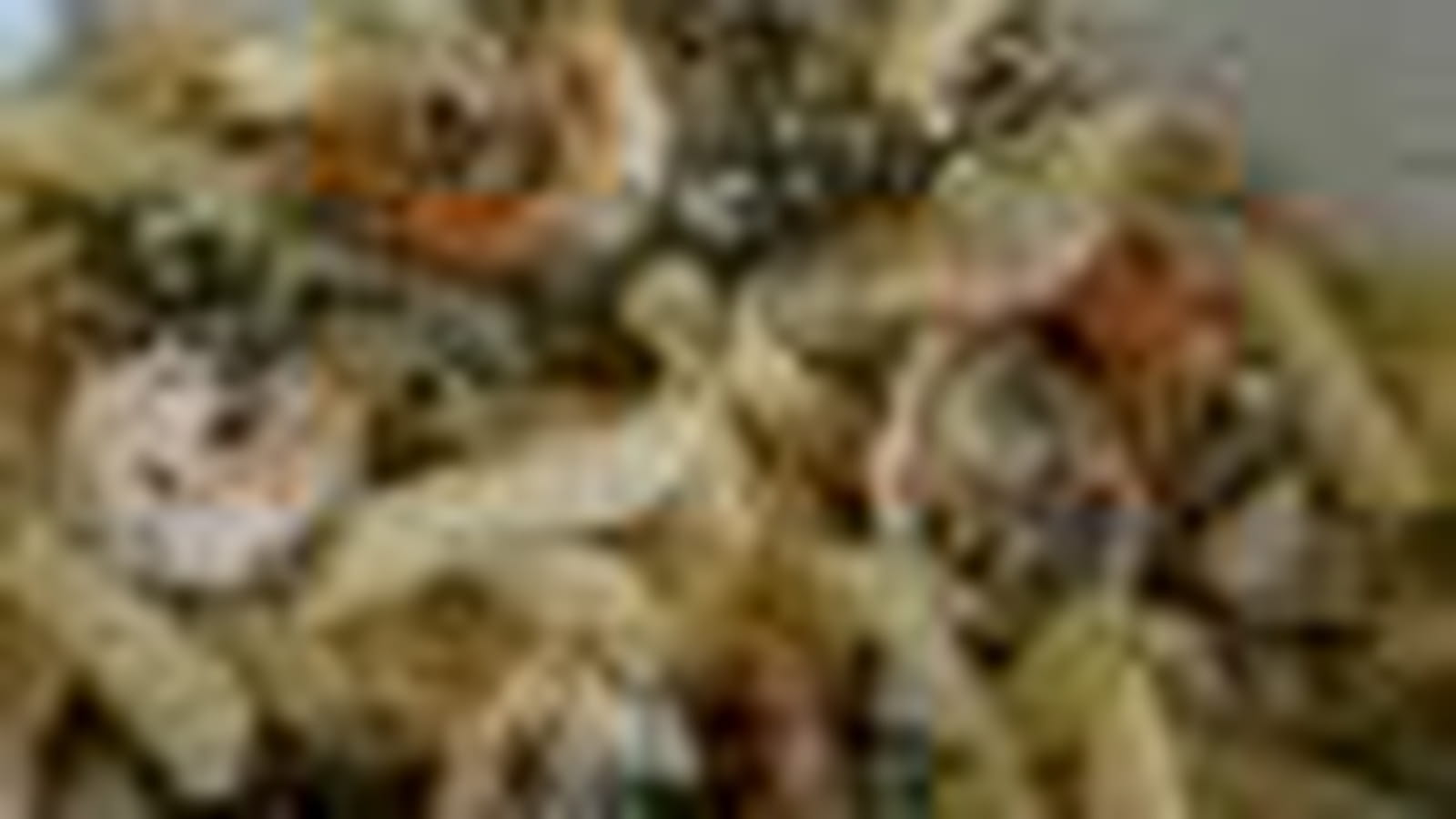 Pennes aux crevettes et pesto d'amandes
