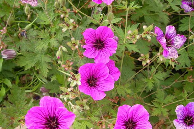 Un &eacute;clatant g&eacute;ranium psilostemon