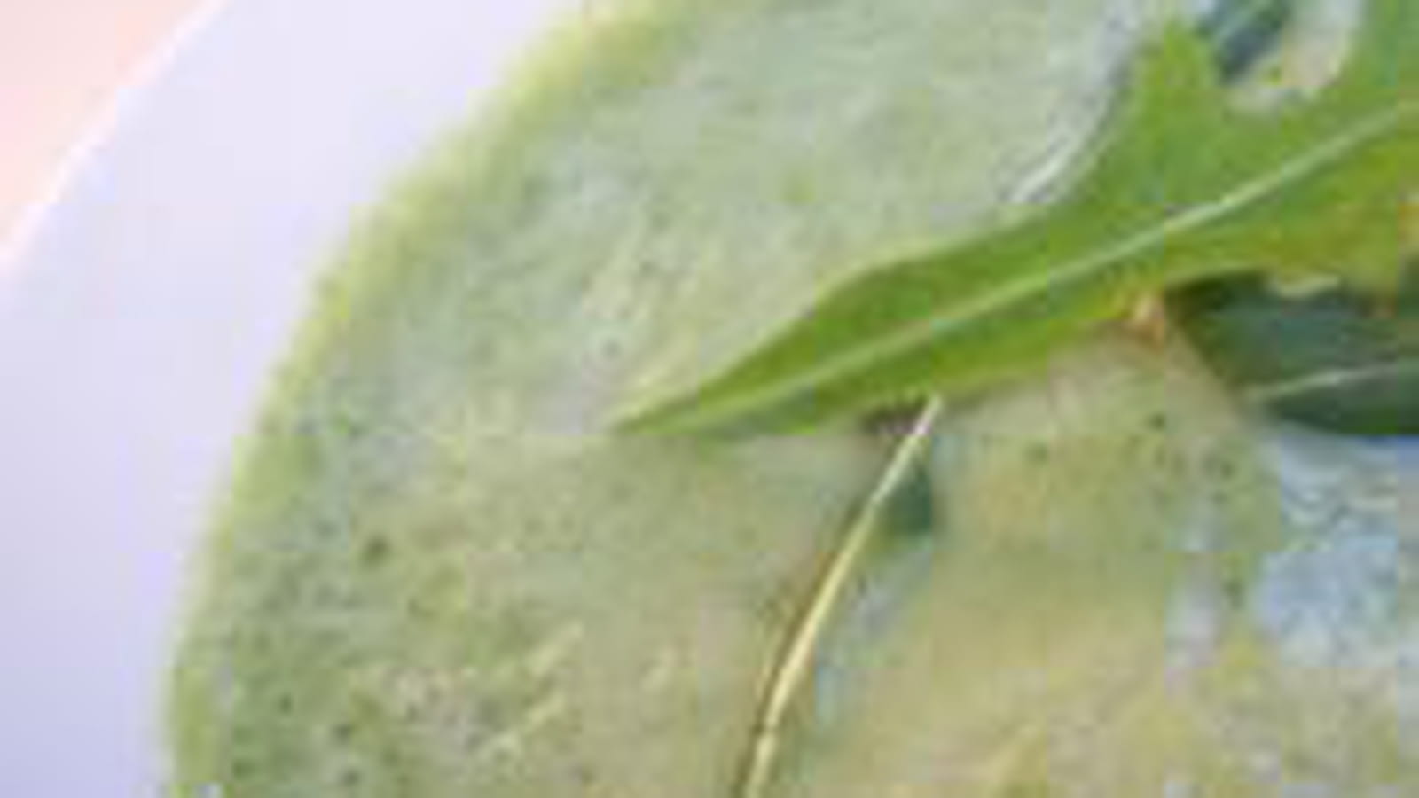 Velouté de courgettes-roquettes et Vache qui rit