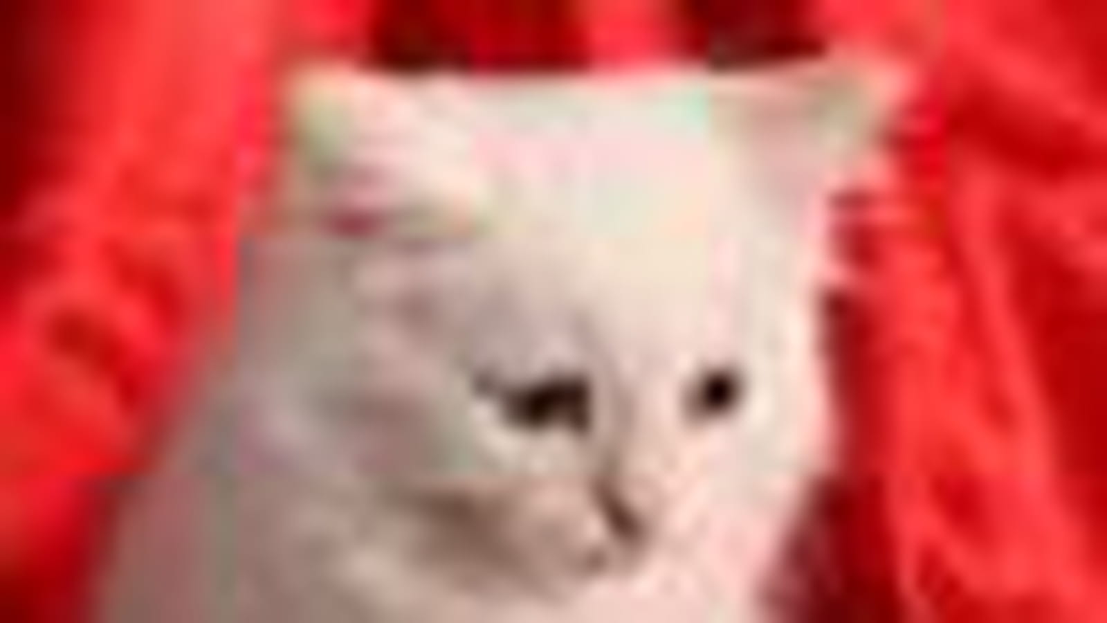 Minou
