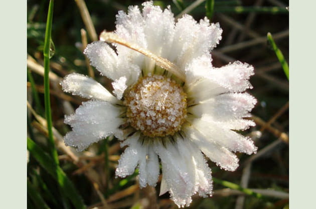 Cristaux de p&acirc;querette