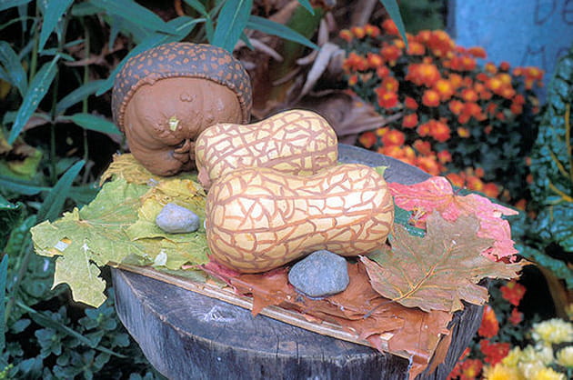 Le concours de citrouilles