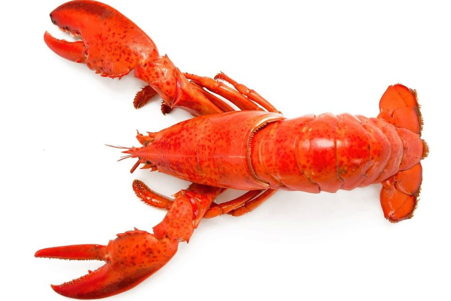 Homard