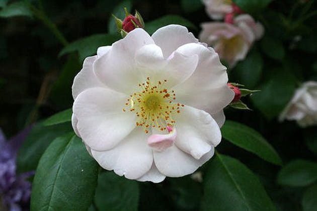 Sourire d'orchid&eacute;e pour une rose